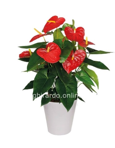 Pianta di anthurium