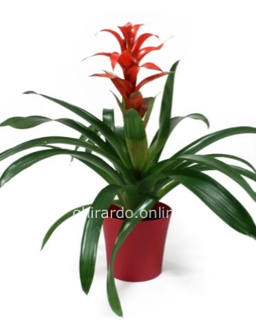 Pianta di guzmania completa di coprivaso