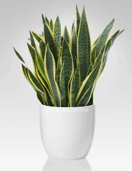 Pianta di sansevieria