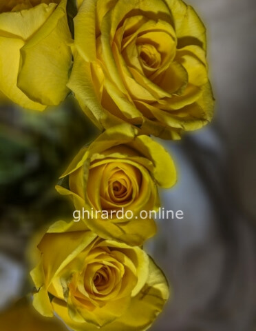 Rose gialle a stelo, prima scelta, lunghezza 60 cm