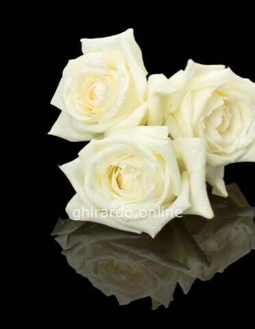 Rose bianche a tua scelta
