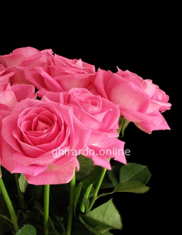 Rose rosa a stelo, prima scelta, lunghezza 60 cm