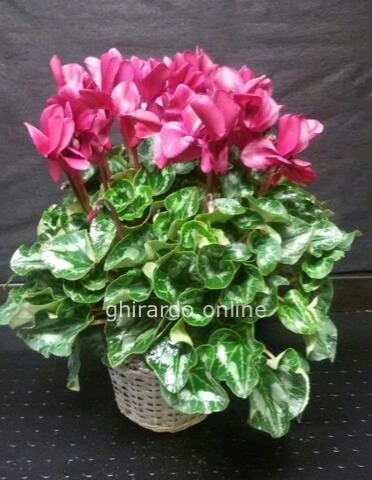 Pianta di ciclamino in cesto