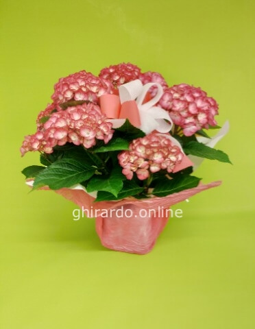 Pianta di ortensia misura media rosa