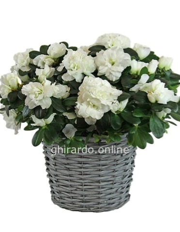 Pianta di azalea in cesto cm. 40 variegata bianco/rossa