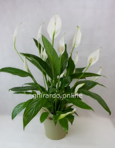 Pianta di Spathifillum fiorita