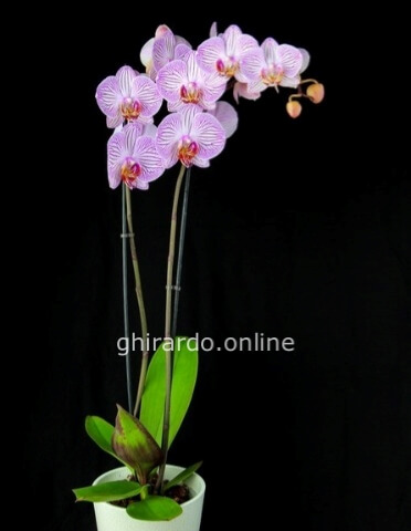 Pianta di Phalaeonopsis, diversi colori.