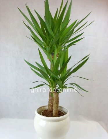 Tronchetto Yucca a 3 fusti cm. 150 ca. (Vaso opzionale mis. XL)
