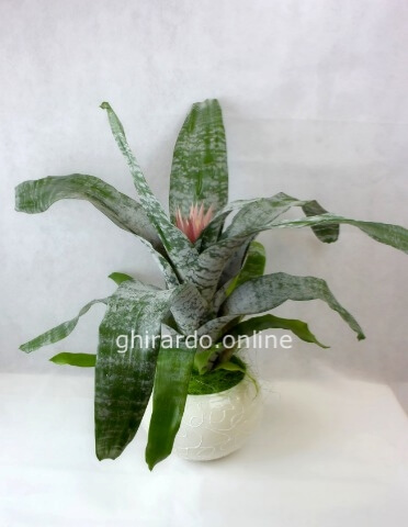 Pianta di Bilbergia