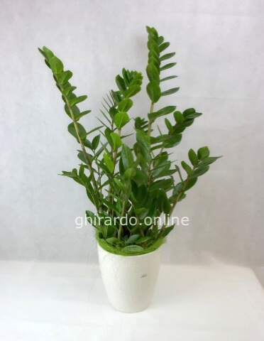 Zamioculcas