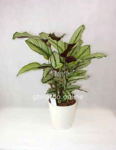 Maranta (Calathea)