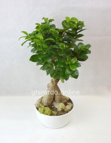 Bonsai ficus ginseng h. cm. 45 ca.