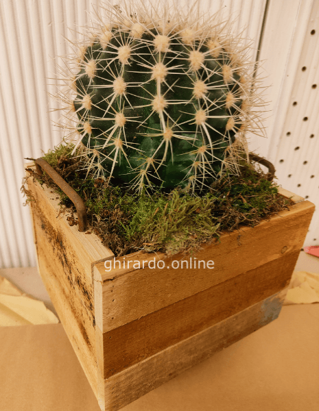 Cuscino della suocera