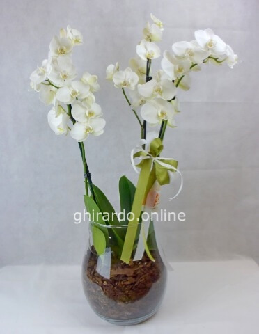 Orchidea prestigio