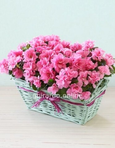 Composizione di piante di azalea in cesto, colore secondo disponibilità.
