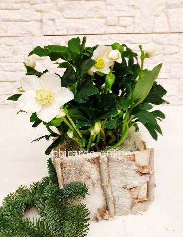 Pianta di elleboro con coprivaso in legno