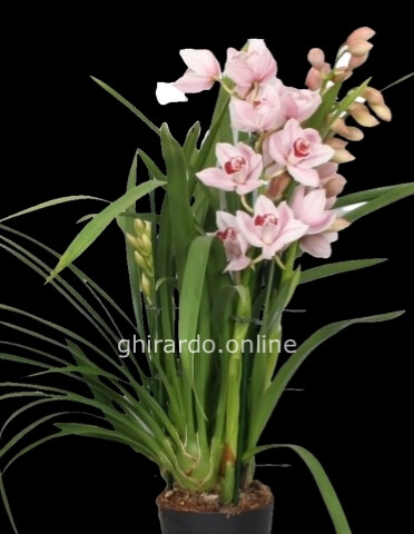 Pianta orchidea cymbidium