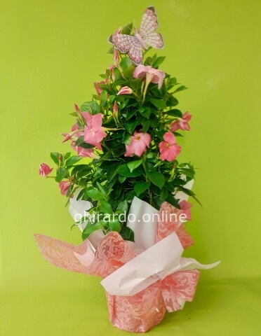 Pianta dipladenia rampicante