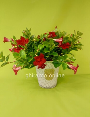 Cespuglio dipladenia ROSA diam. 65