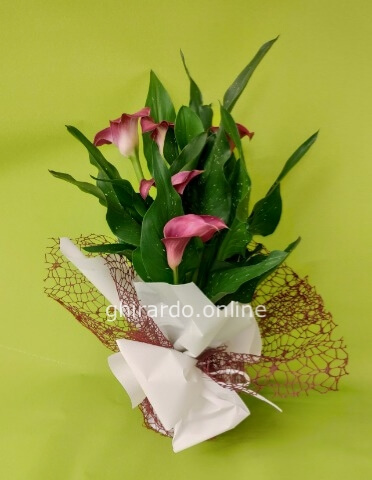 Pianta di calle, vari colori