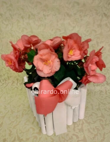 Begonia con cassettina in legno