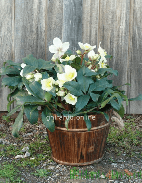 Helleborous in cesto