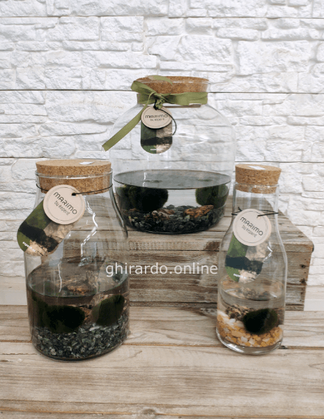Marimo - Alga palla