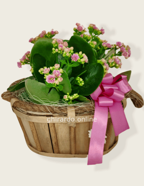 Cestino di kalanchoe