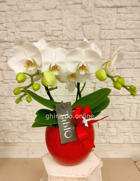 Orchidea Tablo bianca 2-3 rami con coprivaso