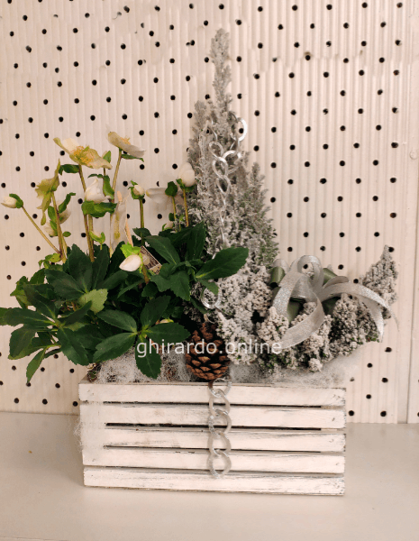 Composizione di piante invernali