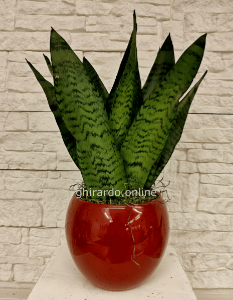 Sansieveria palmata