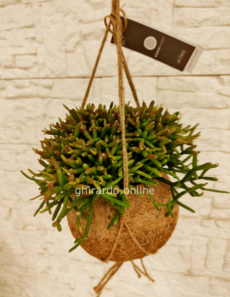 Kokodama rhipsalis