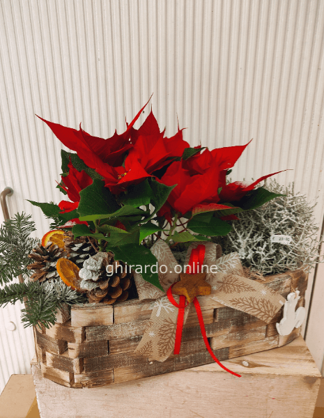 Composizione natalizia di piante