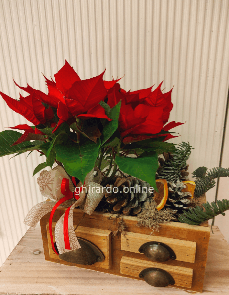 Composizione con Stella di Natale