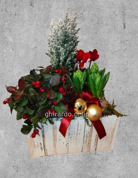 Buone feste composizione di piante