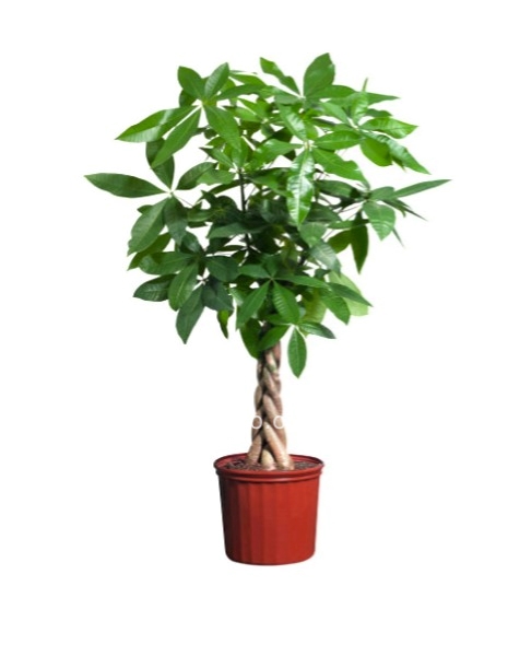 Pachira acquatica cm 150 ca