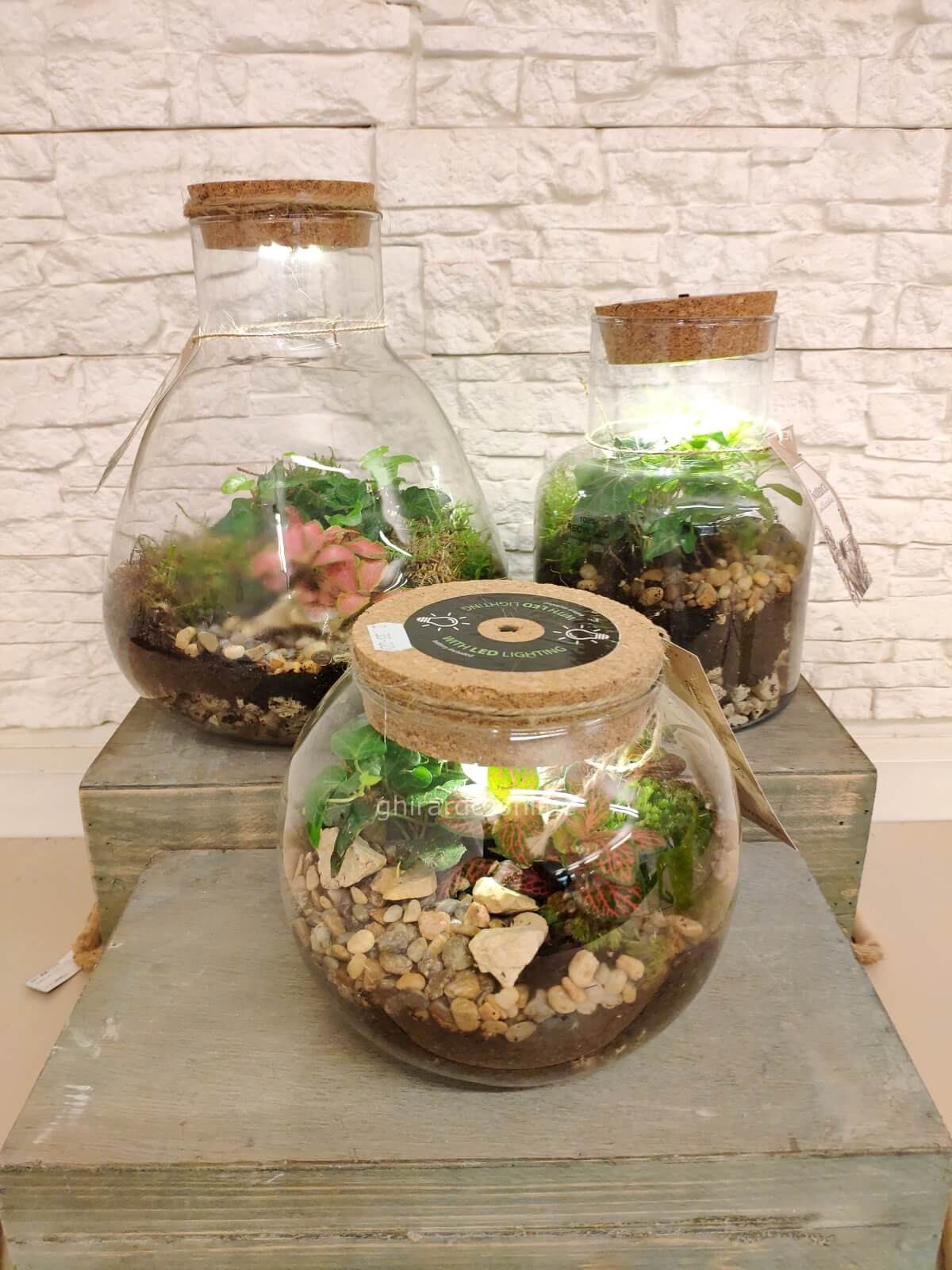 Occasione Terrarium per arredare e giardini sotto vetro idea regalo Vicenza